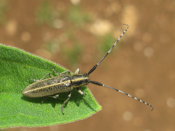 Cerambyx scopolii, Agapanthia sicula e A. Cardui